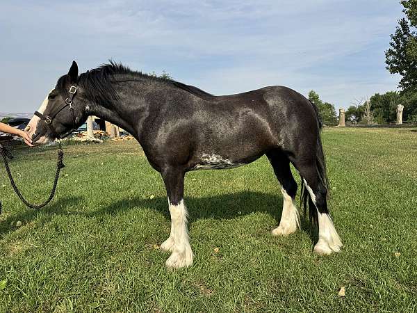 four-socks-with-lp-markings-horse