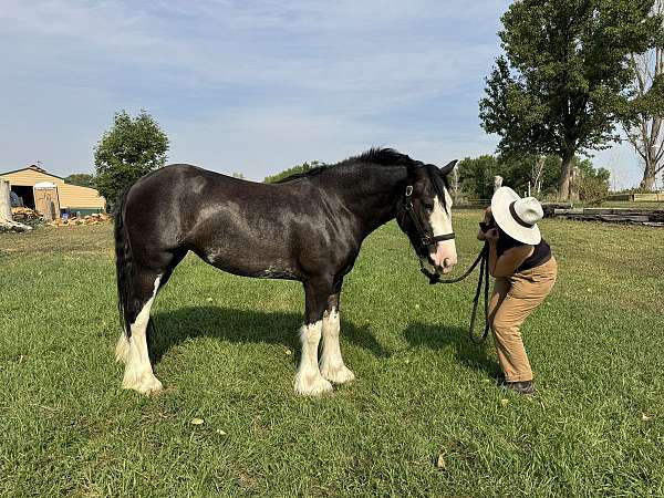 black-overo-four-socks-with-lp-markings-horse