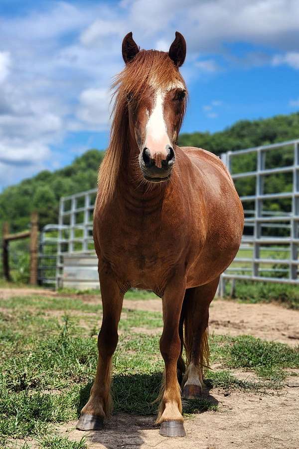gypsy-vanner-filly