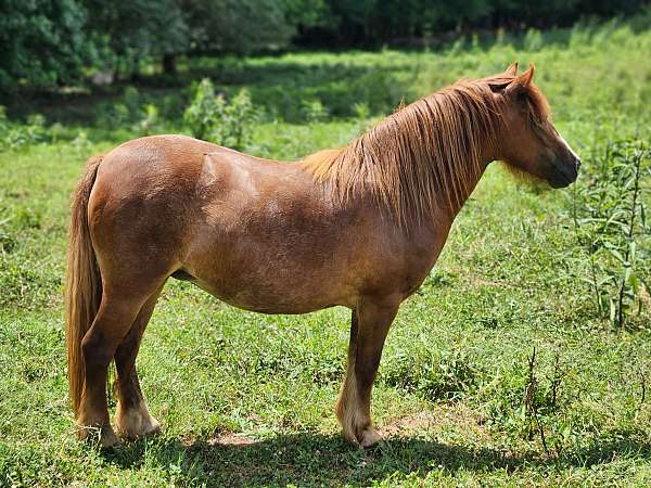 gypsy-vanner-horse-for-sale