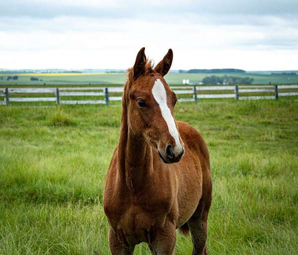 upper-level-dressage-warmblood-horse