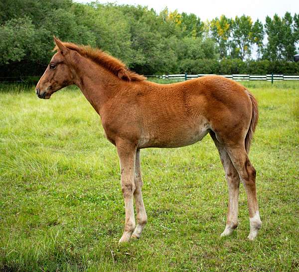 upper-level-dressage-filly