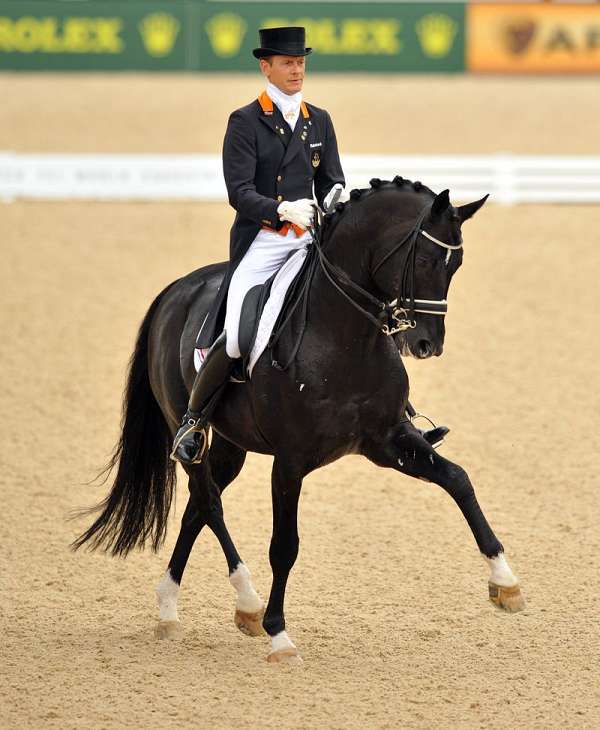 warmblood-horse