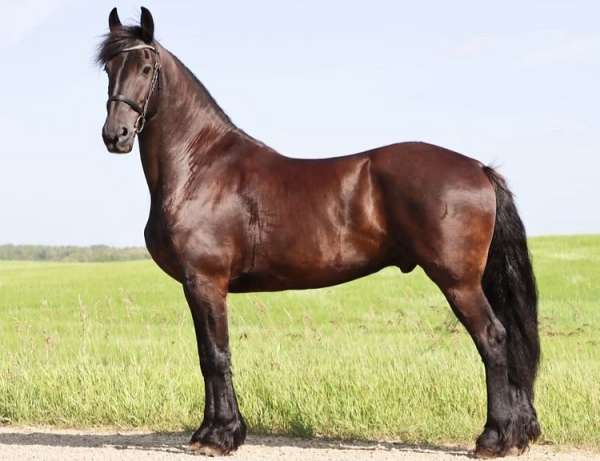 per-friesian-horse