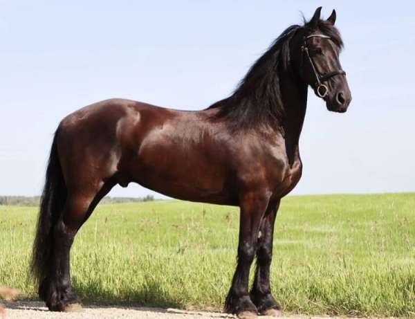 black-per-horse