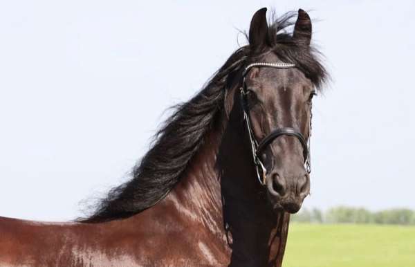 per-gelding