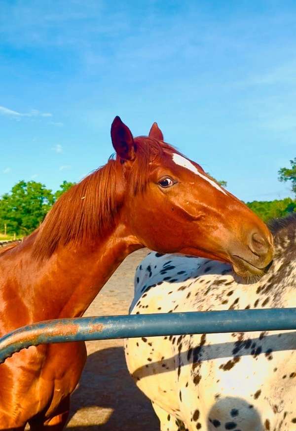 stallion-knabstrupper-horse