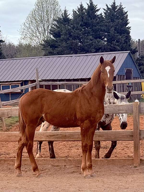 chestnut-knabstrupper-colt