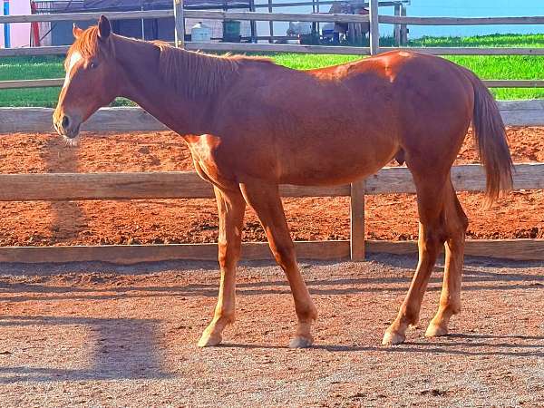 fei-knabstrupper-horse