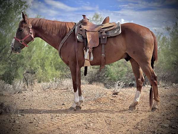 sorrel-quarter-horse-gelding