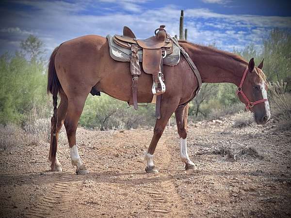 sorrel-gelding-for-sale