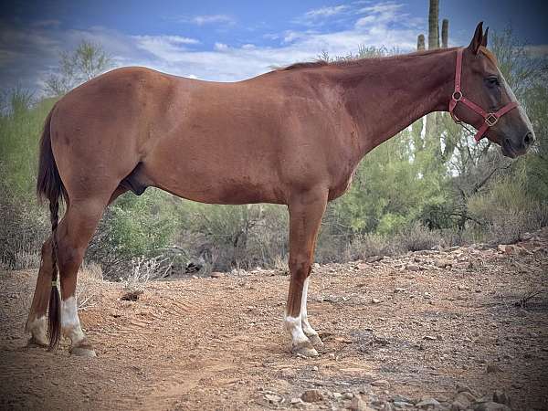 15-hand-quarter-horse-gelding