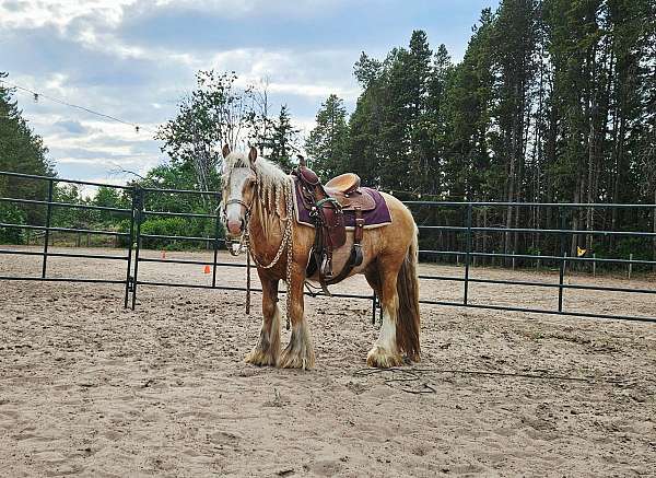 palomino-gypsy-vanner-gelding