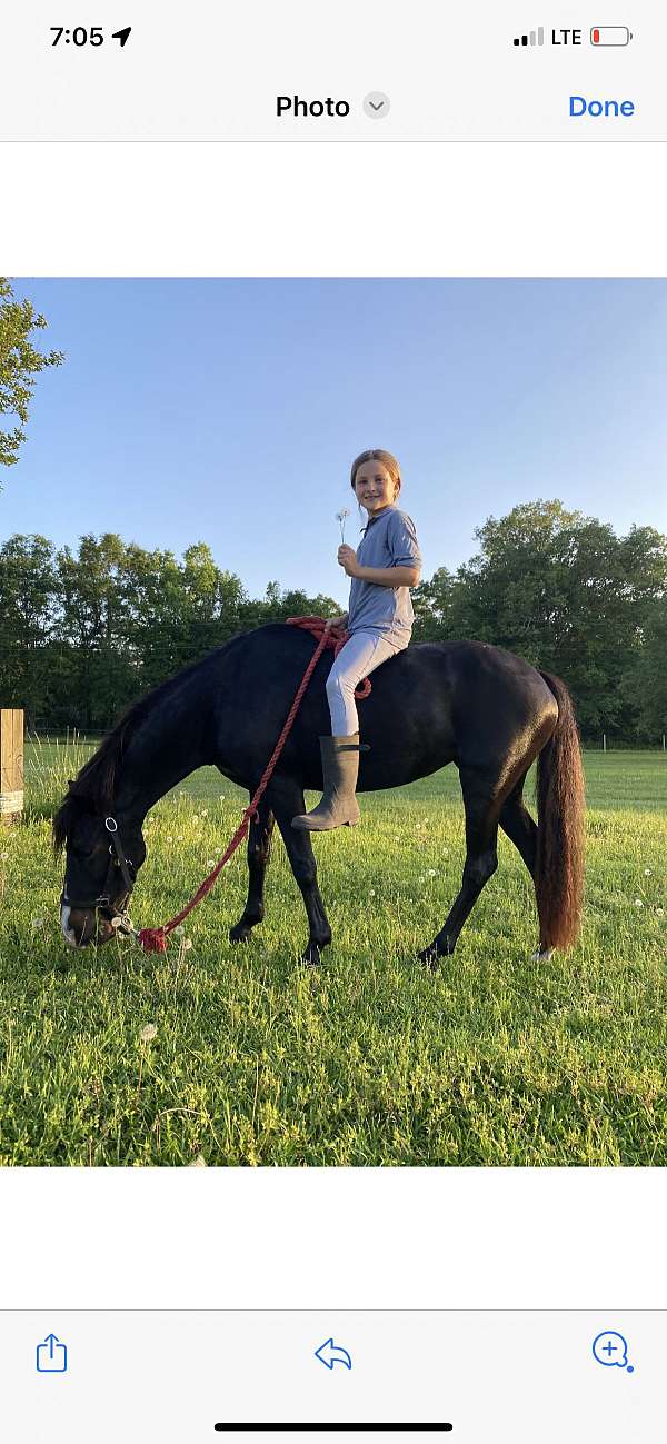 pony-mare