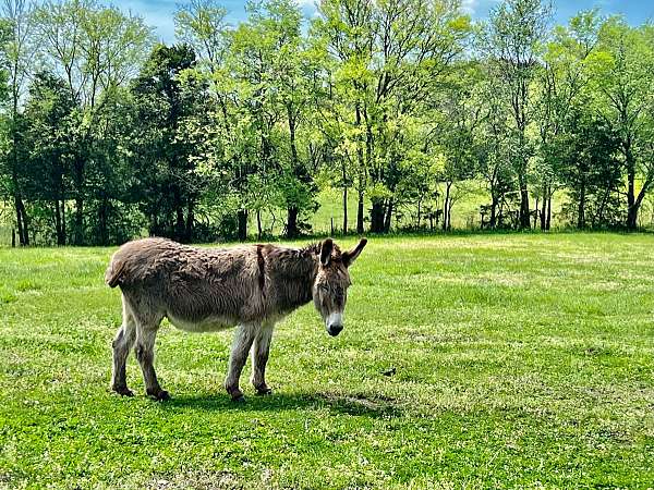 donkey-gelding