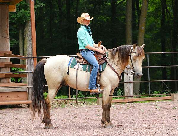 working-equitation-morgan-pony