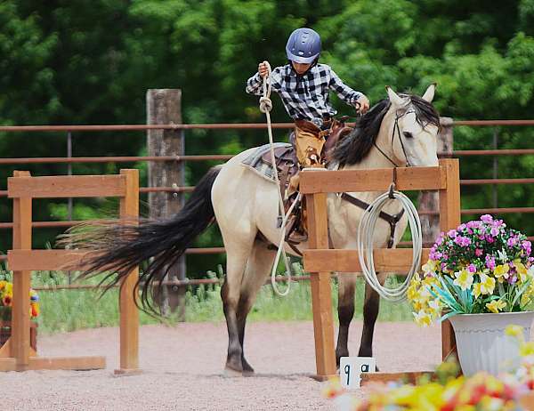buckskin-morgan-pony-gelding