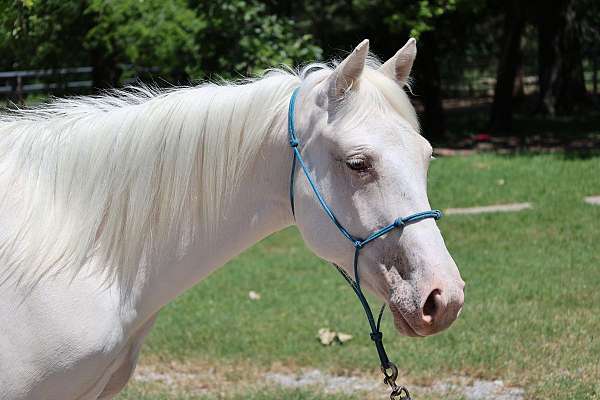champagne-ranch-started-under-saddle-horse