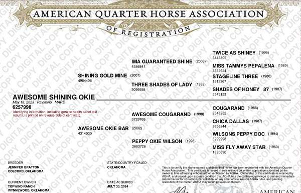 ranch-started-under-saddle-filly