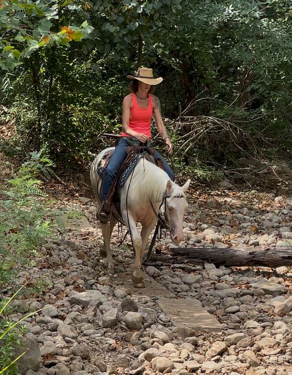 champagne-quarter-horse-filly