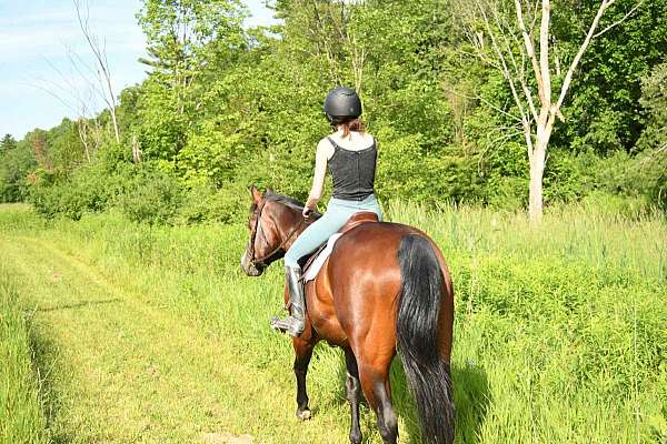all-around-quarter-horse