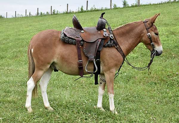 chestnut-white-legs-horse