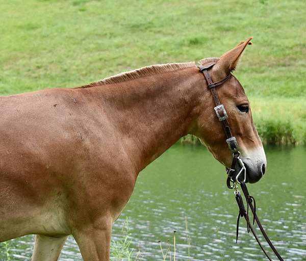 miniature-mule-gelding