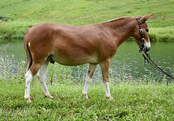 trick-trained-mule