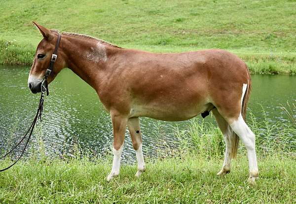 mini-mule-gelding
