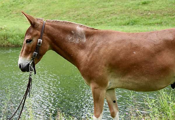 trick-trained-mule-gelding