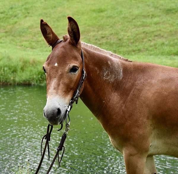 kids-mule-gelding