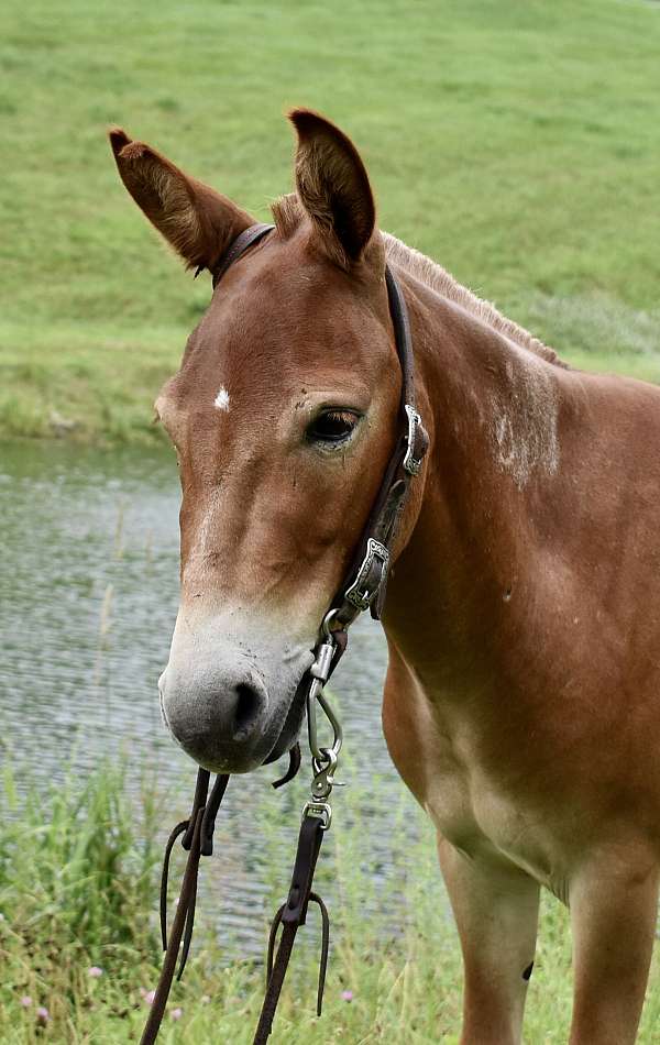 white-legs-horse