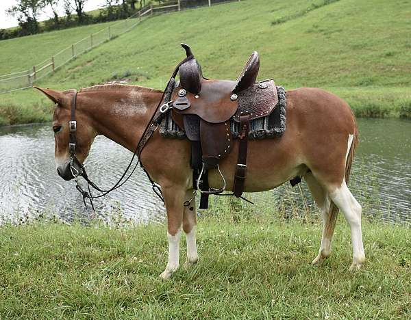 miniature-mule