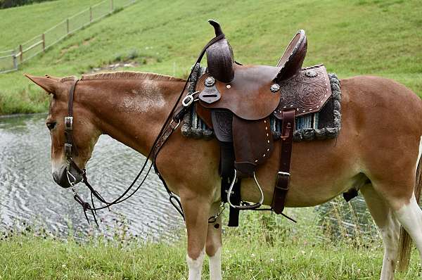 mini-mule
