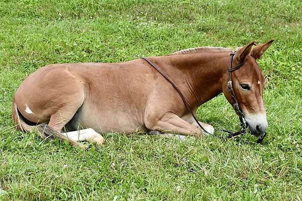 riding-mule