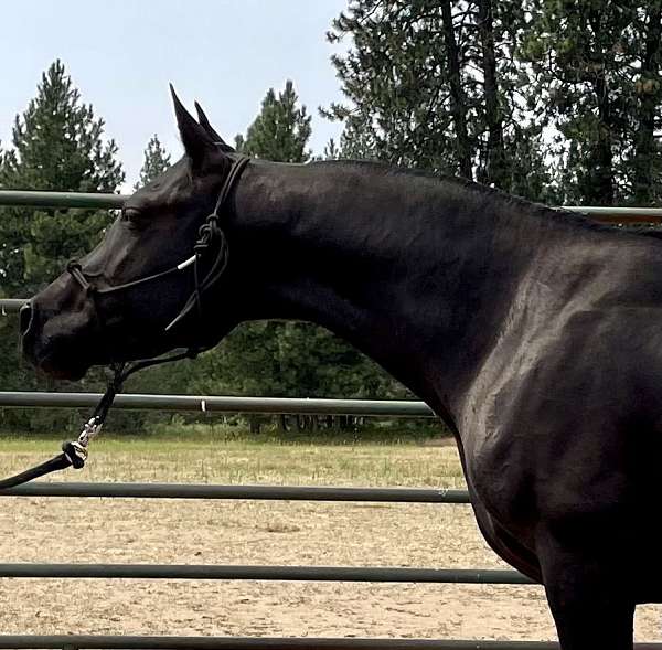 arabian-gelding