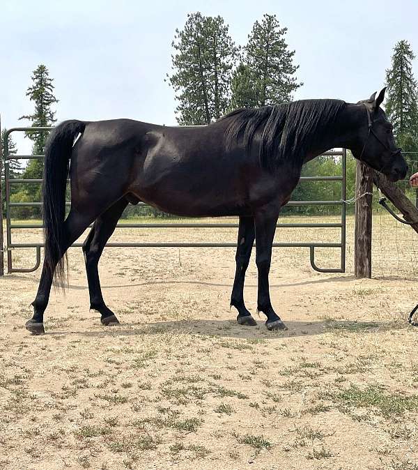arabian-horse