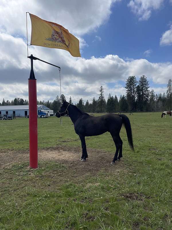 arabian