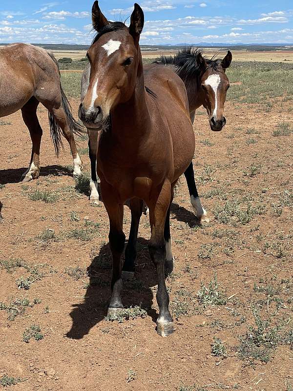 white-athletic-heel-horse