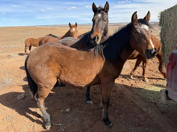athletic-heel-horse