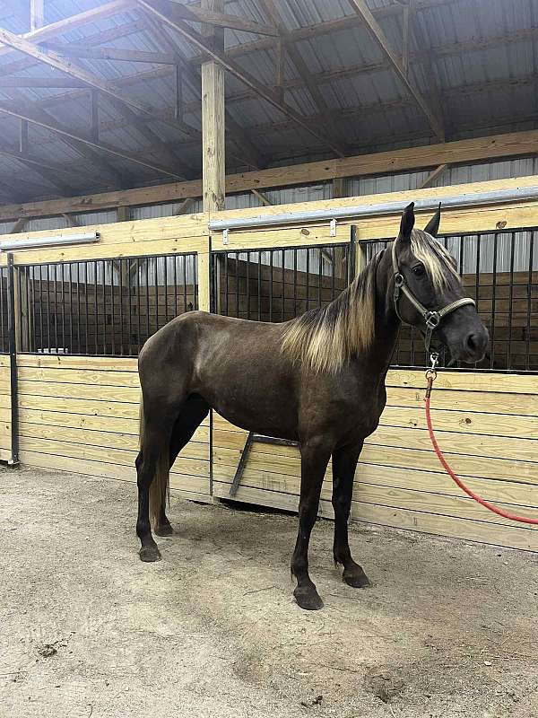 breeding-rocky-mountain-horse
