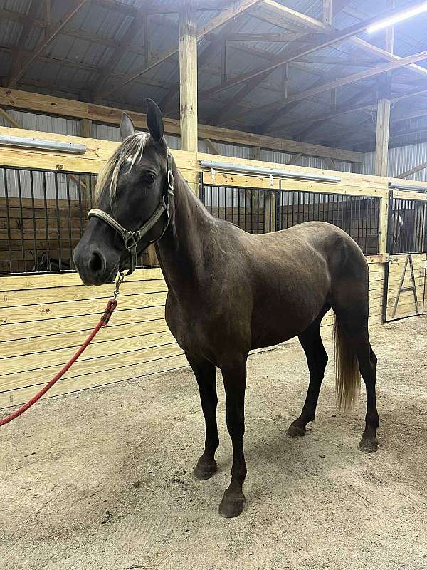 dappled-rocky-mountain-horse