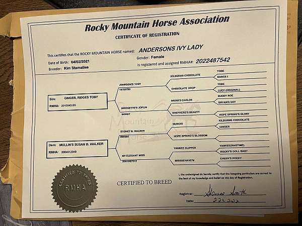 experienced-rocky-mountain-horse