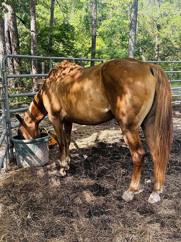 cutting-quarter-horse
