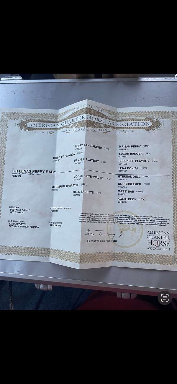 experienced-quarter-horse