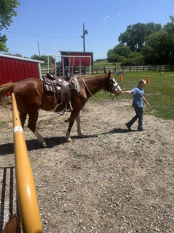 husband-safe-paint-horse