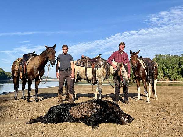 cutting-quarter-horse