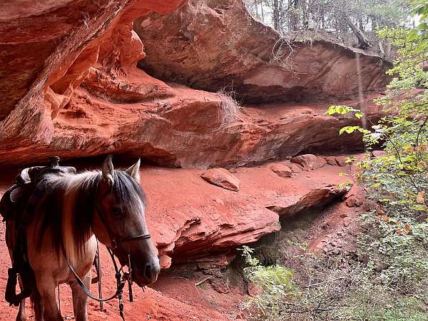 athletic-quarter-horse