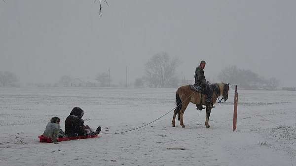 pinto-horse