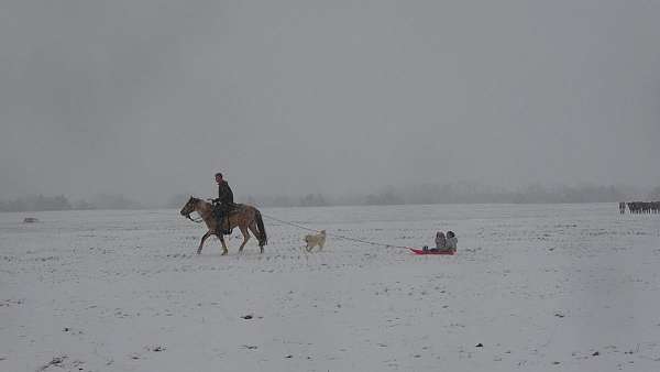 cutting-prospect-quarter-horse
